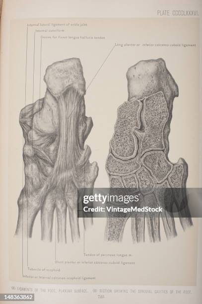 Illustration from 'Surgical Anatomy: The Treatise of the Human Anatomy and Its Applications to the Practice of Medicine and Surgery, volume III'...