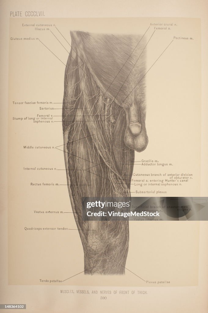 Muscles, Vessels, & Nerves Of The Front Thigh