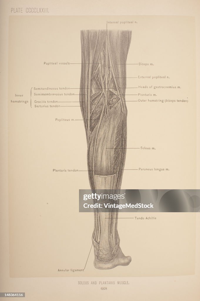 Soleus & Plantaris Muscle