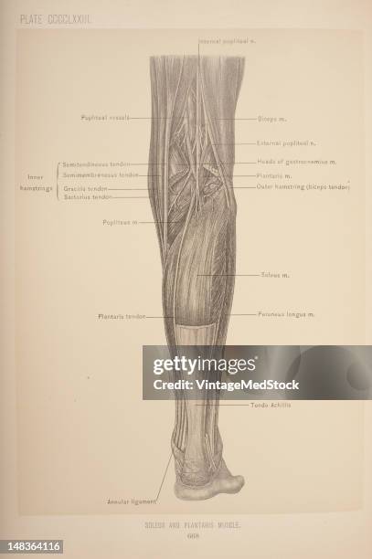 14 Tendinous Stock Photos, High Biology Diagrams