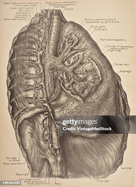 Illustration from 'Surgical Anatomy: The Treatise of the Human Anatomy and Its Applications to the Practice of Medicine and Surgery, volume III'...