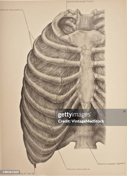 Right Lower Rib 778 Anatomy Of Rib Cage Stock Photos, High-Res Pictures, and Images ...
