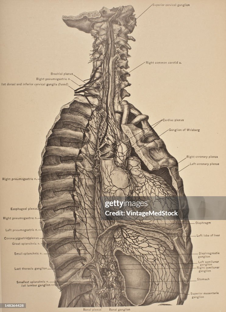 Cervical & Thoracic Sympathetic Nerves