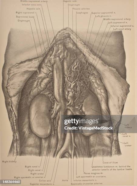 Illustration from 'Surgical Anatomy: The Treatise of the Human Anatomy and Its Applications to the Practice of Medicine and Surgery, volume III'...