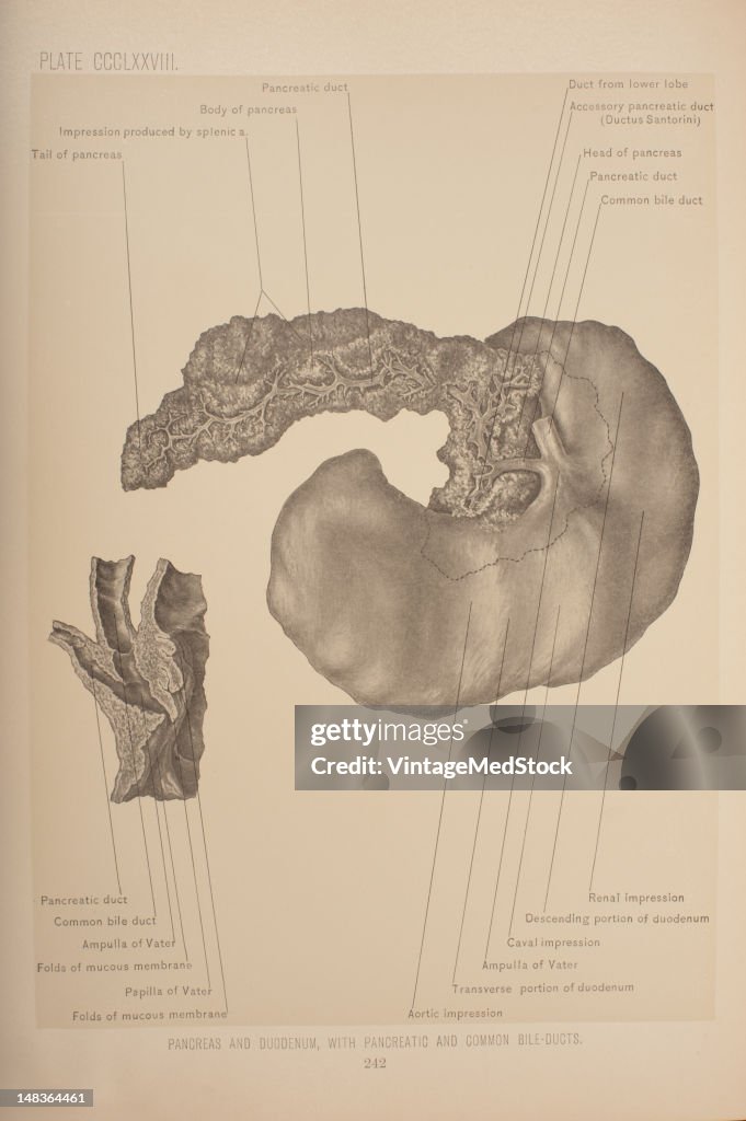 Pancreatic & Common Bile Ducts
