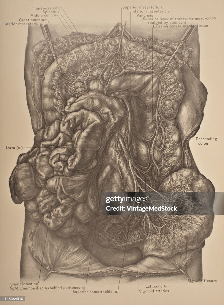 Inferior Mesenteric Vessels