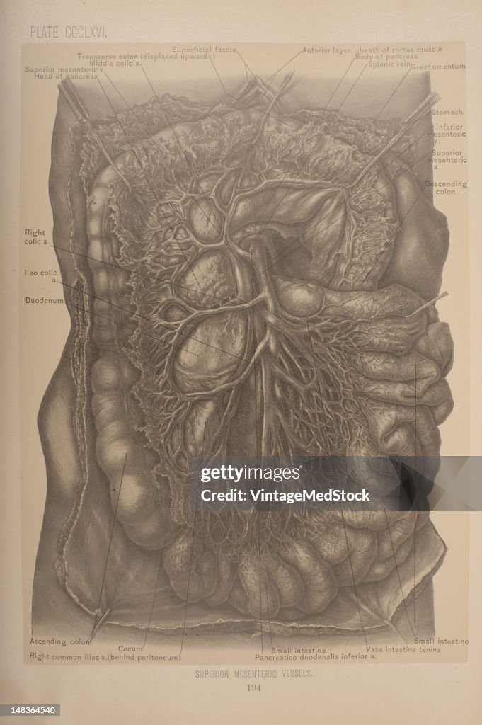 Superior Mesenteric Vessels
