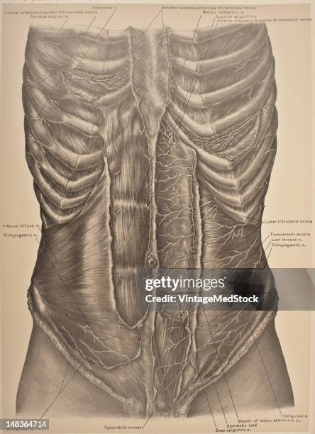 Illustration from 'Surgical Anatomy: The Treatise of the Human Anatomy and Its Applications to the Practice of Medicine and Surgery, volume III'...