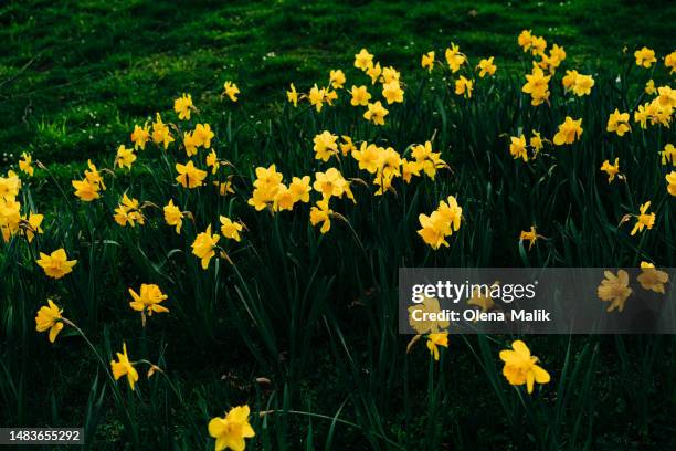 spring yellow daffodils. narcissus flowers background - hanover stock pictures, royalty-free photos & images