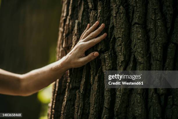 Woman Hand Tree 58,577 Hand On Tree Stock Photos, High-Res Pictures, and Images - Getty ...