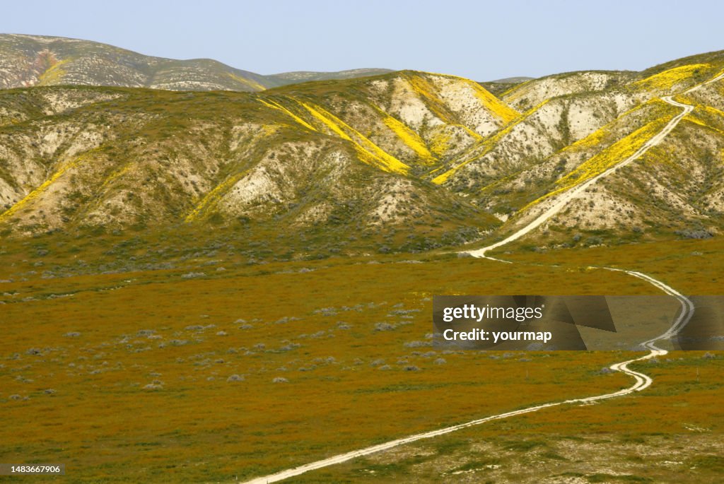 California Superbloom 2023