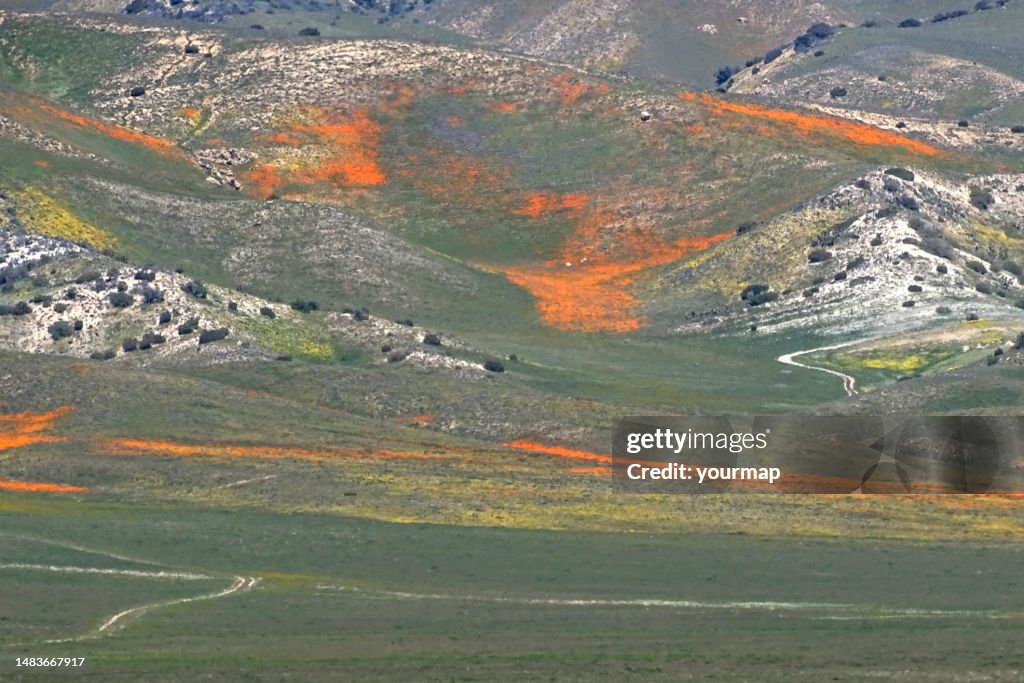 Tejon Ranch California Superbloom Flowers