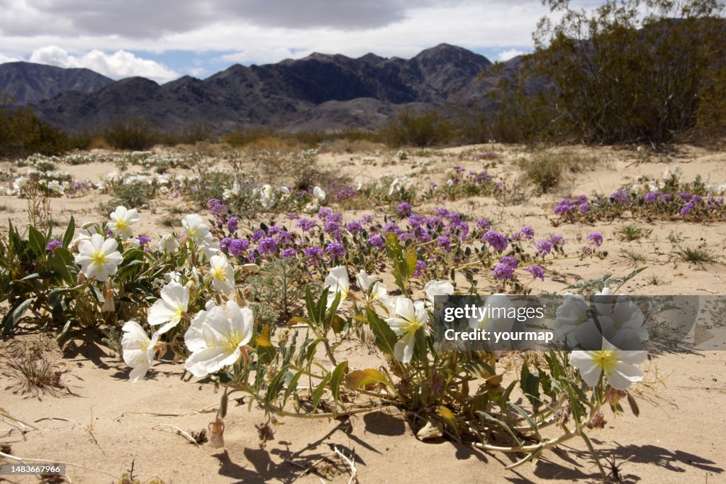 Joshua Tree desert wash wildflowers