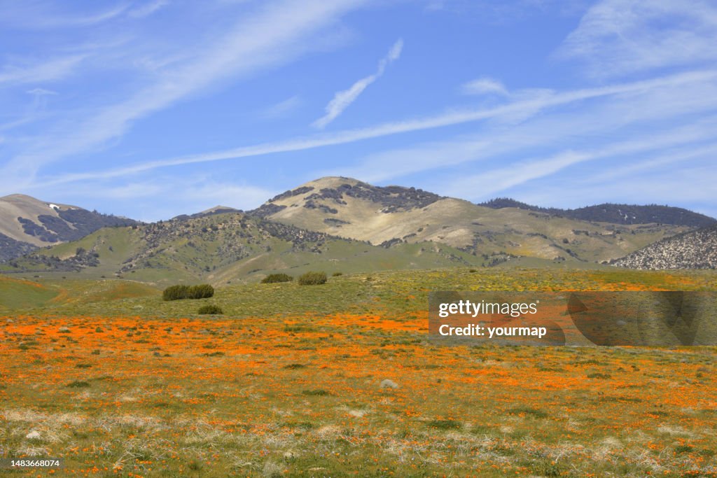 California Superbloom Poppies