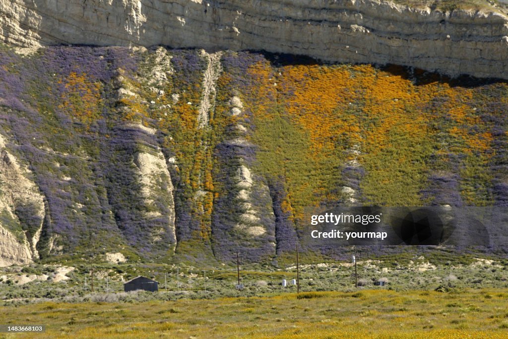 California Super Bloom Road Trip