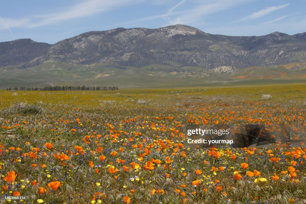 Antelope Valley 2023 Superbloom