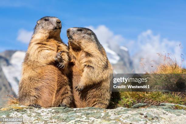 two alpine marmots (marmota marmota) feeding outdoors - alpenmurmeltier stock-fotos und bilder