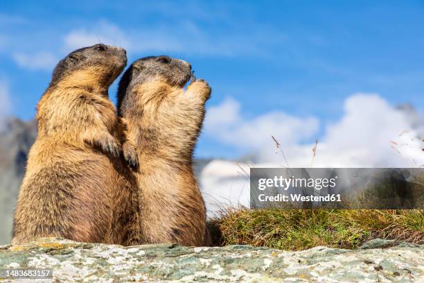 two alpine marmots (marmota marmota) feeding outdoors - grossglockner stock-fotos und bilder