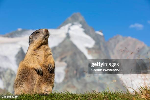 austria, salzburger land, alpine marmot (marmota marmota) with summit of grossglockner in background - alpenmurmeltier stock-fotos und bilder