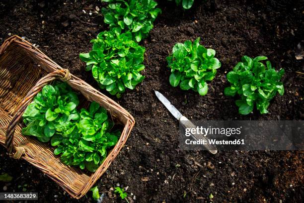 harvesting of corn salad growing in raised bed - mache stock pictures, royalty-free photos & images