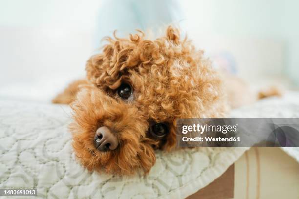 cute poodle dog lying on bed at home - caniche de juguete fotografías e imágenes de stock