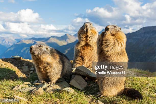 alpine marmot on sunny day in front of mountains, carinthia, austria - marmot is precious fotografías e imágenes de stock