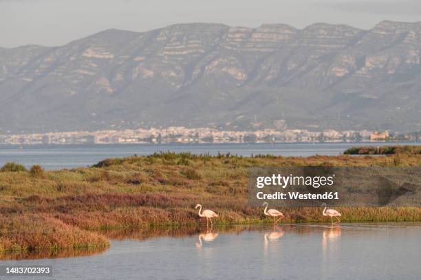 spain, catalonia, three flamingos walking along grassy bank of ebro river in llacuna de la tancada park - delta ebro fotografías e imágenes de stock