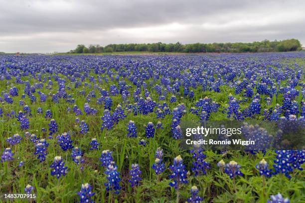 bluebonnet field - texas bluebonnets stock pictures, royalty-free photos & images