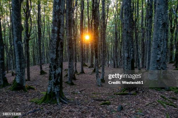 italy, tuscany, camaldoli, forest trees in parco nazionale delle foreste casentinesi at sunset - arezzo stock-fotos und bilder