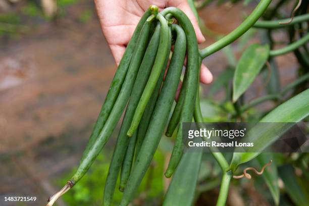 close-up of vanilla bean seed pods - tahiti flower stock pictures, royalty-free photos & images
