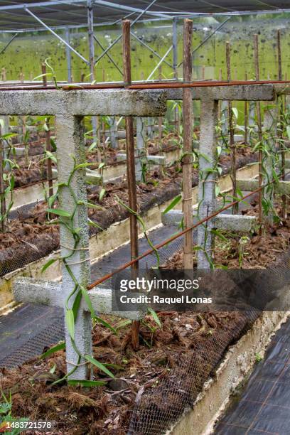 vanilla bean plants growing at a  vanilla farm - beanstalk stock pictures, royalty-free photos & images