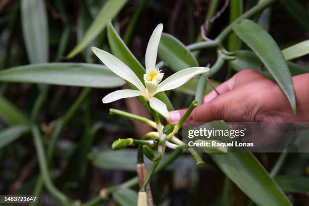 close-up of vanilla bean orchid - orchid farms stock pictures, royalty-free photos & images