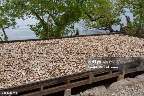 coconut chunks spread out to dry, creating copra, to make coconut oil - coconut chunks stock pictures, royalty-free photos & images