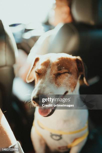 jack russell stand traveling in car - jack russell terrier stock pictures, royalty-free photos & images