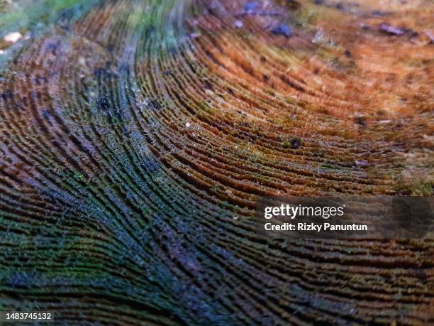 weathered tree trunk texture - zeder stock-fotos und bilder