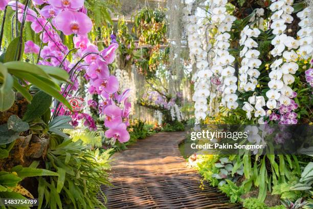 orchid flowers in an orchid garden on a winter or spring day. - orkidé bildbanksfoton och bilder