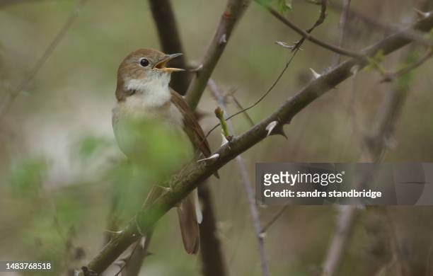 a singing nightingale, luscinia megarhynchos, perching on a bramble bush in springtime. - nightingale fotografías e imágenes de stock