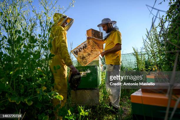 Lorenzo Buratti, beekeeper - breeder, and Domenico, beekeeper, handle beehive's frames covered with Italian honey bees , on April 20, 2023 in...