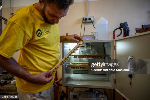 Lorenzo Buratti, beekeeper - breeder, handles the queen cells inside a bee incubator at the laboratory managed by AISSA, on April 20, 2023 in...