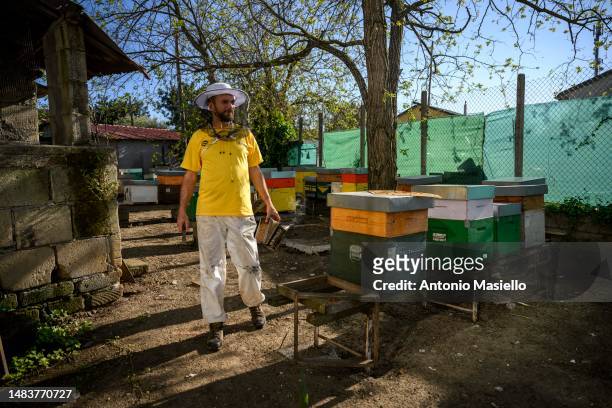 Lorenzo Buratti, beekeeper - breeder, inspects beehives with Italian honey bees , on April 20, 2023 in Terracina, Italy. The effects of climate...