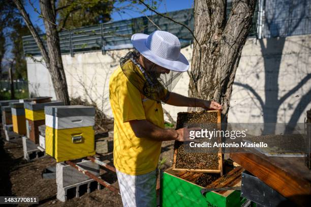 Lorenzo Buratti, beekeeper - breeder, inspects a beehive's frame covered with Italian honey bees , at the apiary, on April 20, 2023 in Terracina,...