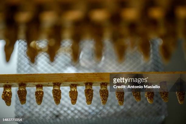 General view shows the queen cells inside a bee incubator at the laboratory, on April 20, 2023 in Terracina, Italy. The effects of climate change...