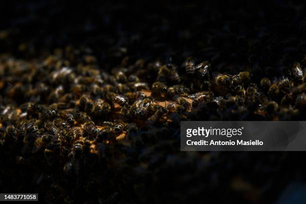 General view shows a beehive's frame covered with Italian honey bees at the apiary on the island managed by the beekeeper Gianluca Infante, on April...
