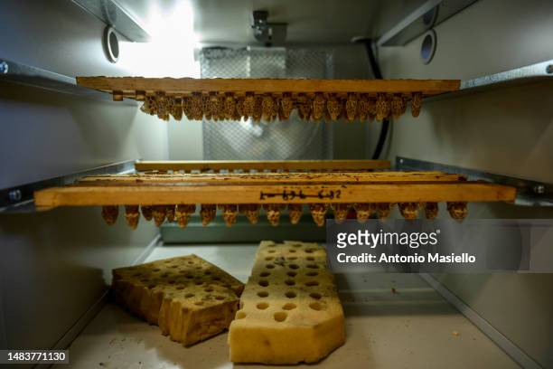 General view shows the queen cells inside a bee incubator at the laboratory, on April 20, 2023 in Terracina, Italy. The effects of climate change...