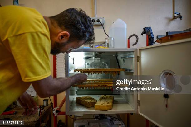 Lorenzo Buratti, beekeeper - breeder, handles the queen cells inside a bee incubator at the laboratory managed by AISSA, on April 20, 2023 in...