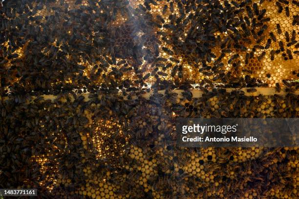 General view shows a beehive's frame covered with Italian honey bees at the apiary, on April 20, 2023 in Terracina, Italy. The effects of climate...