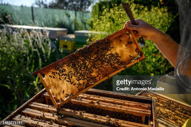 Lorenzo Buratti, beekeeper - breeder, inspects a beehive's frame covered with Italian honey bees , at the apiary, on April 20, 2023 in Terracina,...