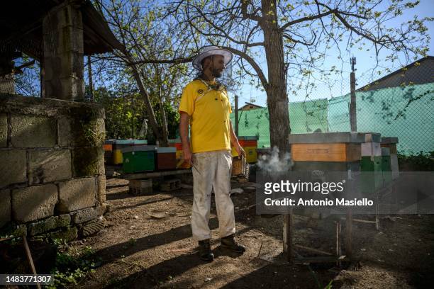 Lorenzo Buratti, beekeeper - breeder, inspects beehives with Italian honey bees , on April 20, 2023 in Terracina, Italy. The effects of climate...