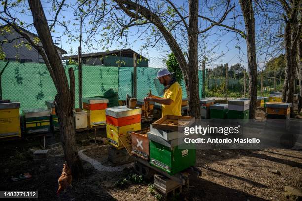 Lorenzo Buratti, beekeeper - breeder, handles a beehive's frame covered with Italian honey bees , at the apiary, on April 20, 2023 in Terracina,...