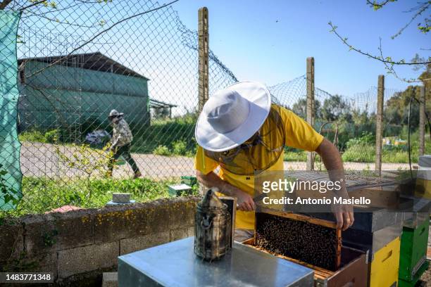 Lorenzo Buratti, beekeeper - breeder, handles a beehive's frame covered with Italian honey bees , at the apiary, on April 20, 2023 in Terracina,...